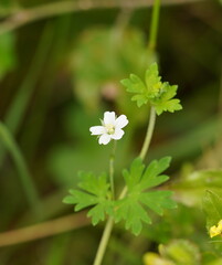Geranium potentilloides