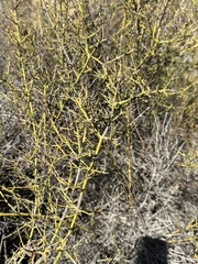 Adolphia californica