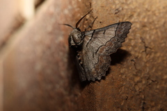 Hypobapta tachyhalotaria