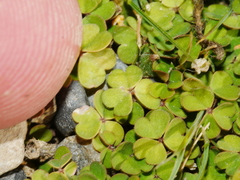 Oxalis magellanica