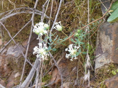 Pimelea linifolia linifolia