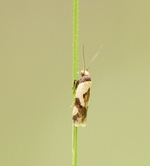 Thapsinotypa anthemodes