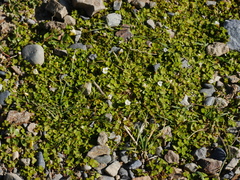 Oxalis magellanica