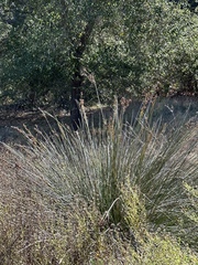 Juncus acutus leopoldii