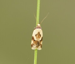 Thapsinotypa anthemodes