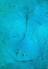 Pastinachus sephen