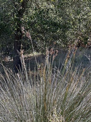 Juncus acutus leopoldii