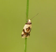 Thapsinotypa anthemodes