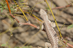 Dipsosaurus dorsalis