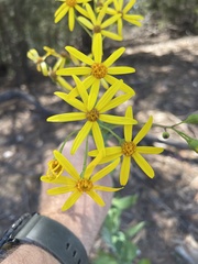 Senecio velleioides