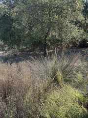 Juncus acutus leopoldii