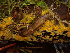 Prophysaon andersonii