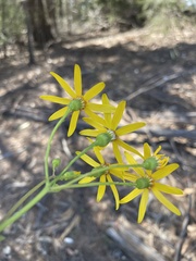 Senecio velleioides