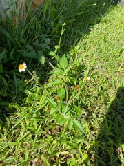 Bidens odorata