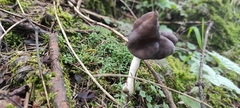 Helvella