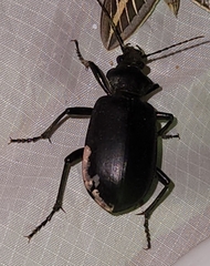 Calosoma