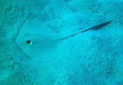 Pastinachus sephen