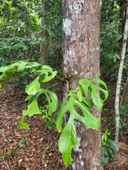 Monstera praetermissa