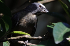 Saltator grandis