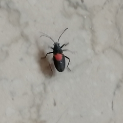 Stenomacra marginella