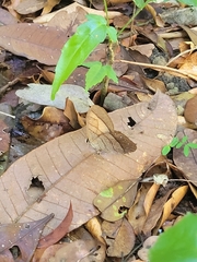 Pierella lamia chalybaea