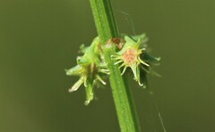 Rumex brownii