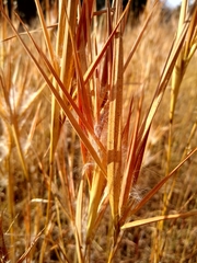 Andropogon gyrans