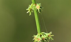 Rumex brownii