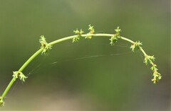 Rumex brownii