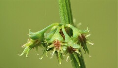 Rumex brownii