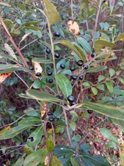 Ilex glabra