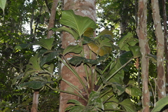 Philodendron fragrantissimum