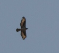 Aquila spilogaster