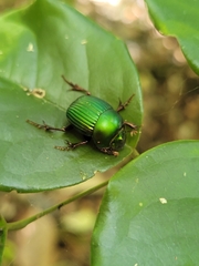 Chalcocopris hesperus