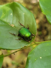 Chalcocopris hesperus