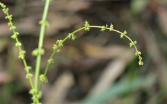 Rumex brownii