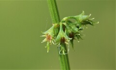 Rumex brownii