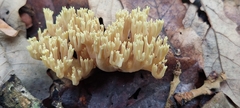 Ramaria stricta
