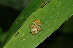 Metaxyonycha granulata