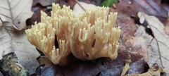 Ramaria stricta