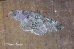 Iridopsis chalcea