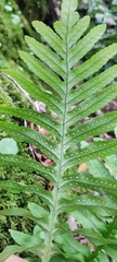 Polypodioideae