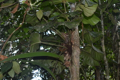 Philodendron fragrantissimum