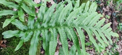 Polypodioideae