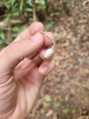 Sparattanthelium botocudorum