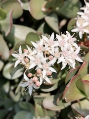 Sedum moranense
