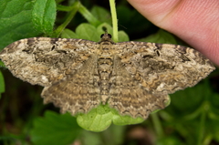 Rheumaptera meadii