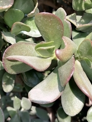 Sedum moranense