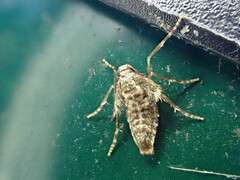 Operophtera brumata
