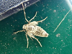 Operophtera brumata